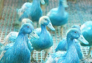 Entenhaltung-duck-production-Big-Dutchman-Ente-blau_22